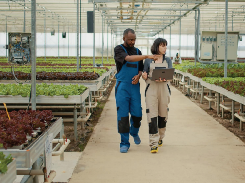 greenhouse consultant helps greenhouse farmer
