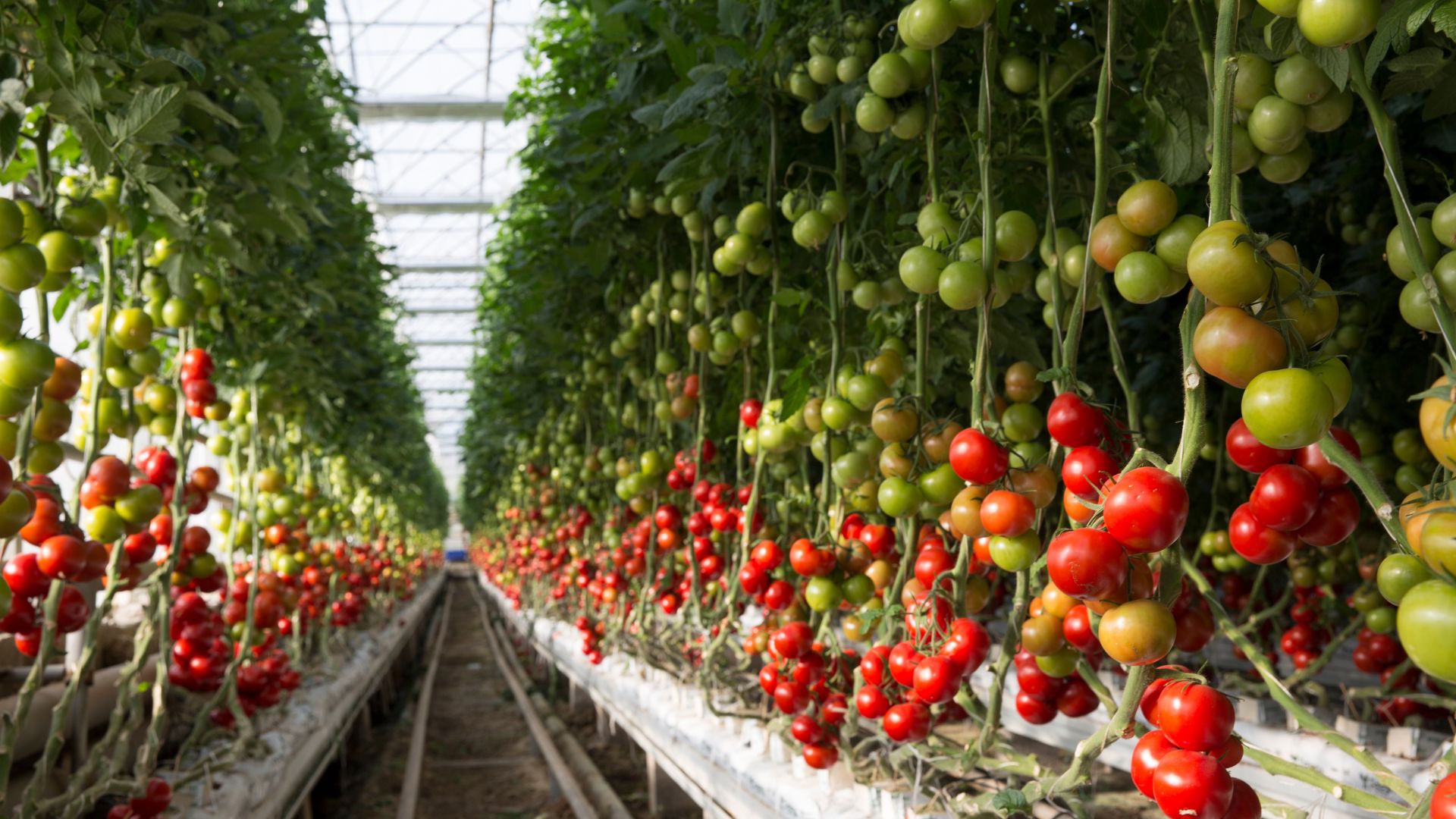 Kan Grow enhances soil performance on large-scale farms, improving yield and reducing input waste. It helps retain moisture and nutrients, making it ideal for both conventional and organic systems across all climates.