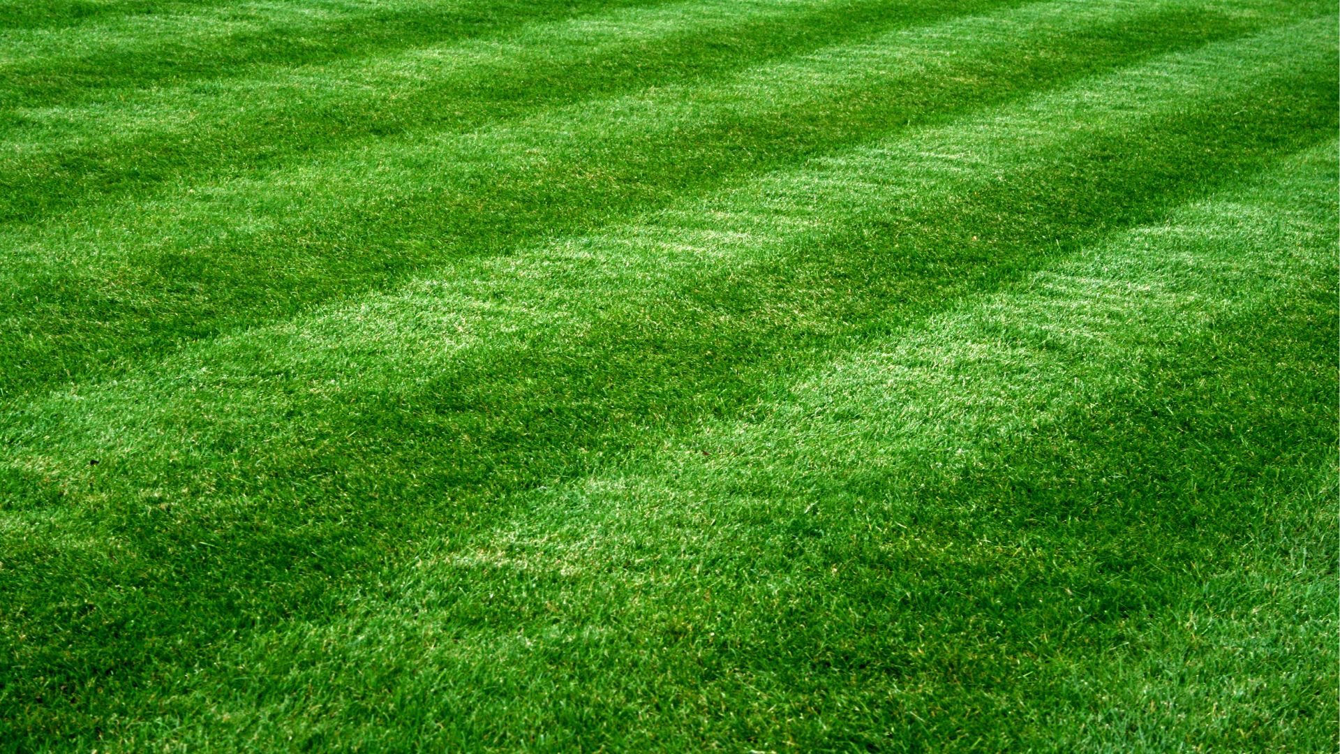 Kan Grow supports healthy, lush lawns across residential areas, public parks, sports fields, and golf courses. By retaining moisture and nutrients in the soil, it reduces irrigation needs and promotes stronger, greener grass with less chemical input.