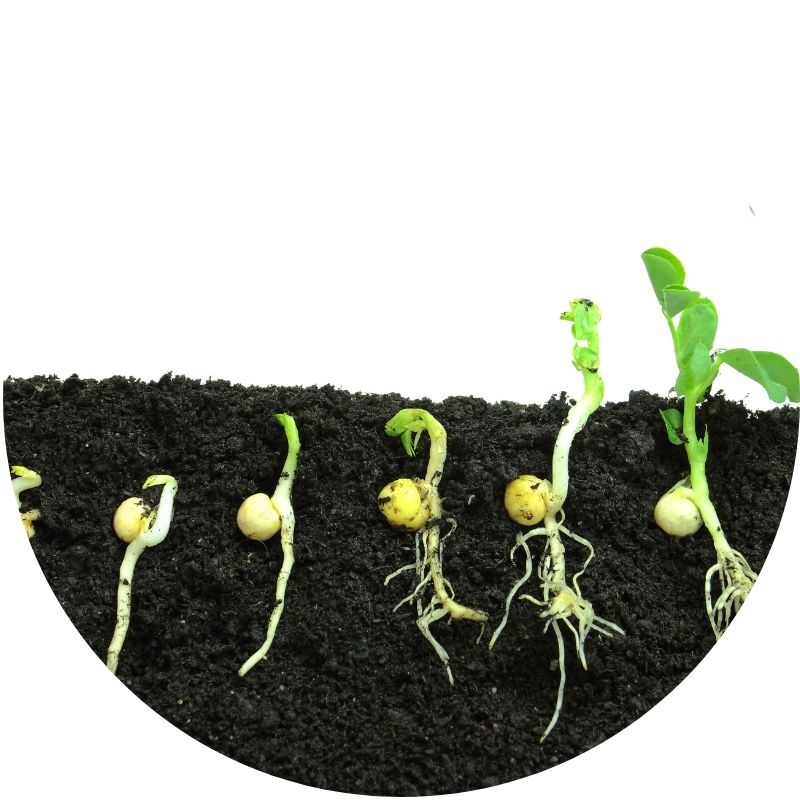 Kan Grow is proven can help seeds to germinate faster, shorten the planting cycle