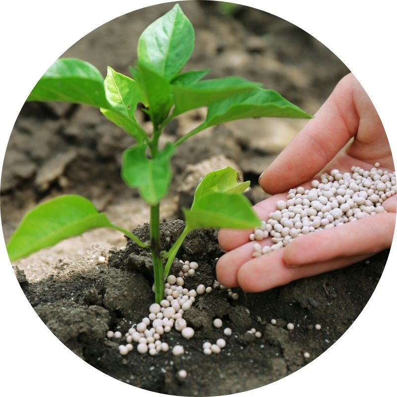 Kan Grow helps to retain nutrients in the soil, fertilizer is used efficiently and, application of fertilizer can be reduced significantly