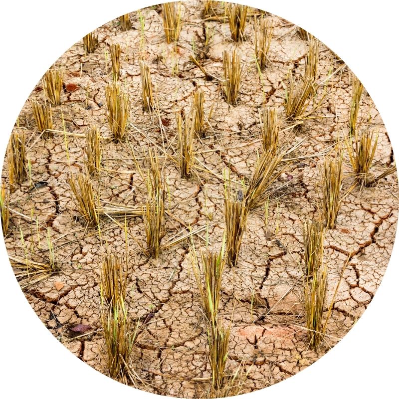Kan Grow can be applied to different terrain and weather still guarantee to have significant result