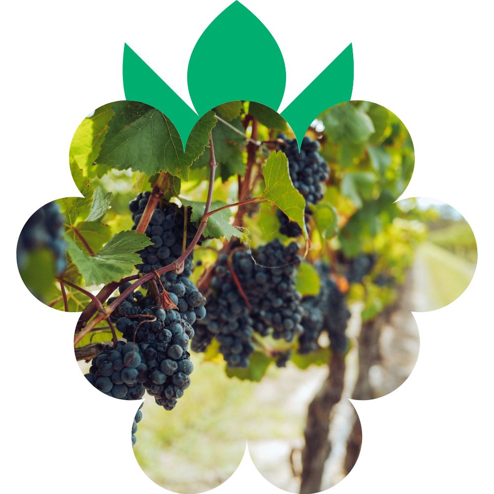Kan Grow is ideal to be applied to Orchards and Vineyards