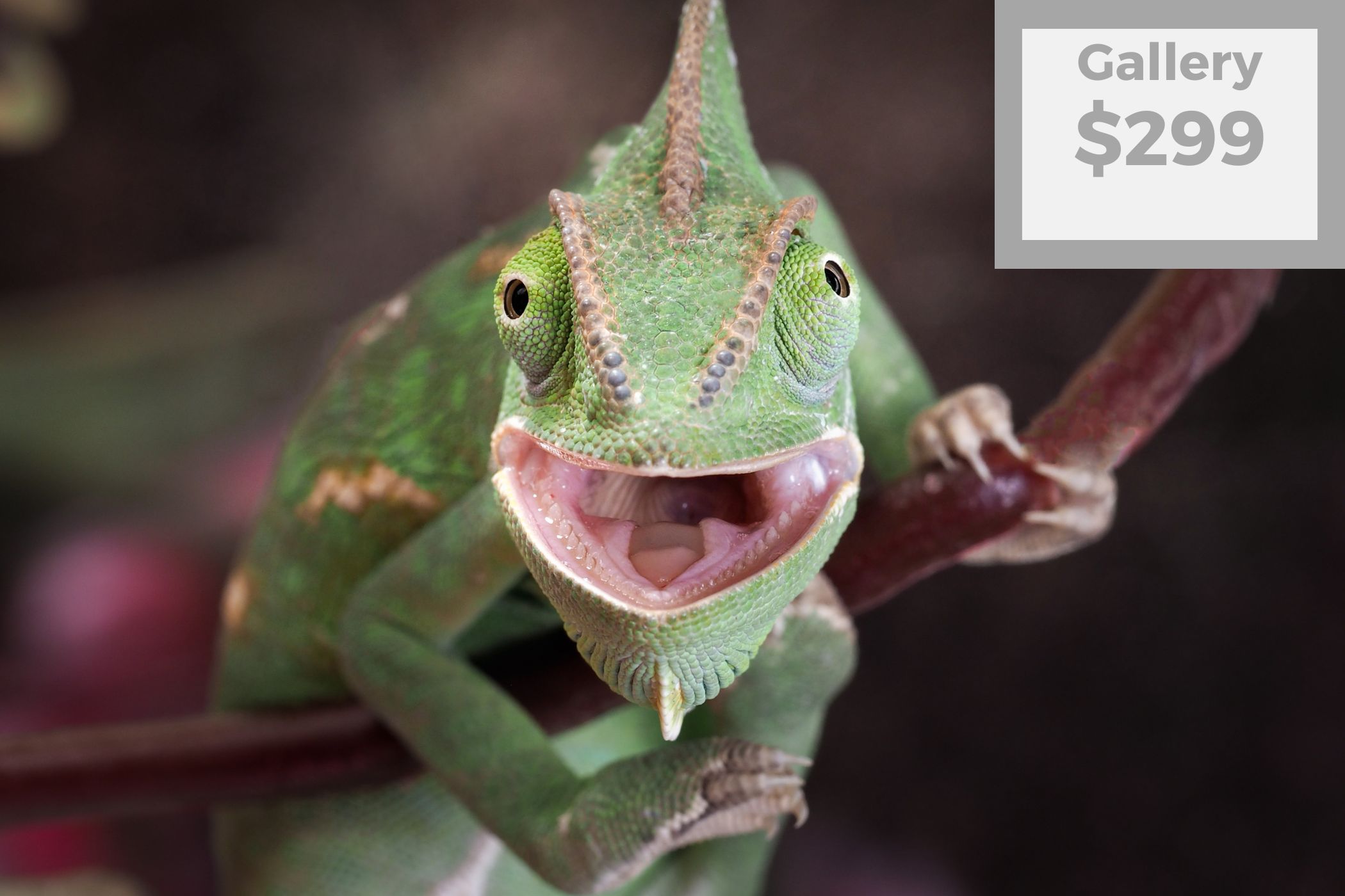 Enjoy a 90-minute studio photoshoot session with 50 beautiful digital images of your choice.
Plus, receive one handcrafted 12