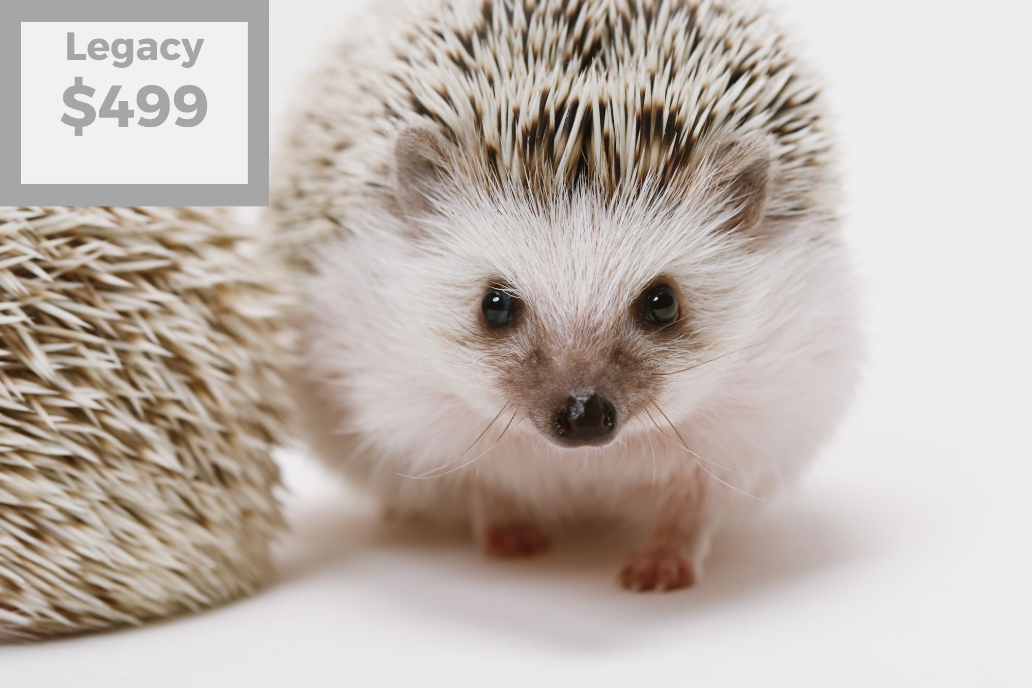 Enjoy a 90-minute studio photoshoot session with 100 beautiful digital images of your choice.
Plus, receive one handcrafted 12