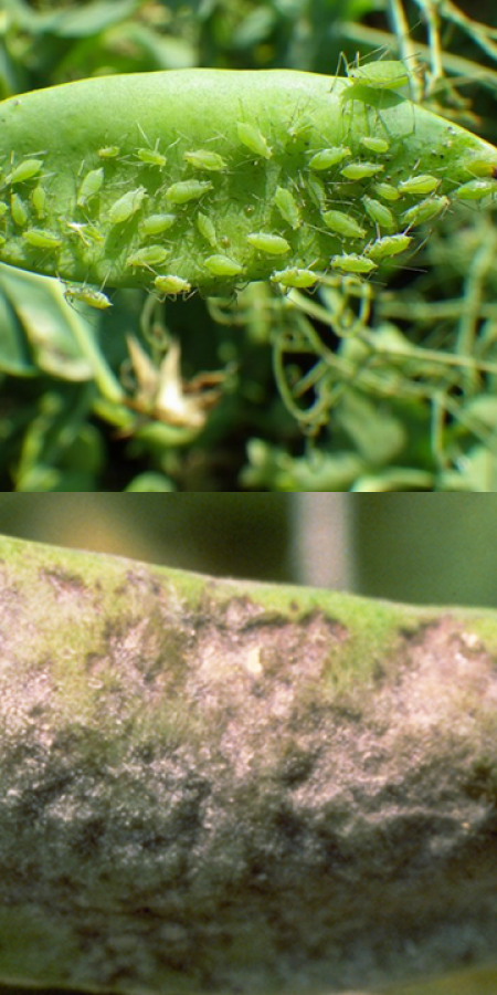 aphids and powdery mildew on crop destroy 60% of crop outputs