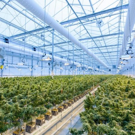 light regime and climate control for greenhouse light regime and climate control for greenhouse are very important for boosting output